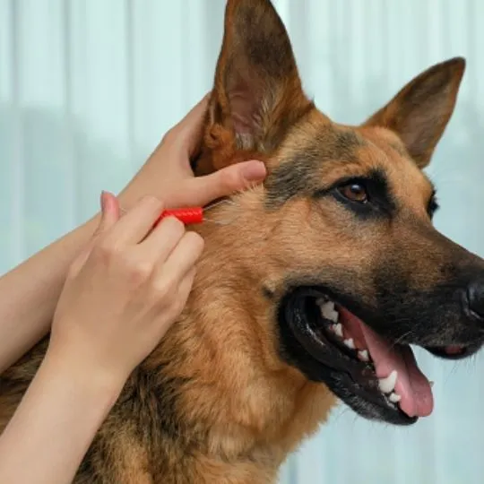 dog ticks treatment