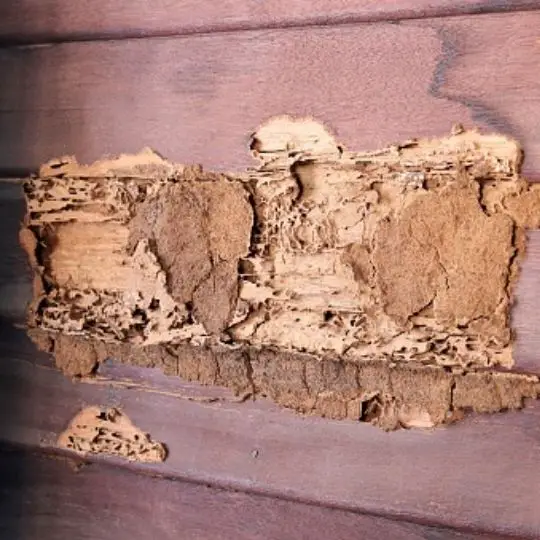 wood termite damage 