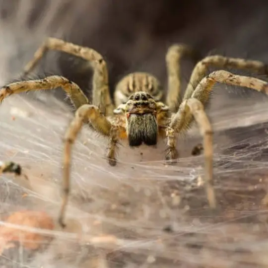Can Spiders Drown in Hot Water?