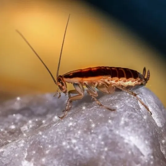 How to Get Rid of Baby Roaches in Your Apartment: The Definitive Guide