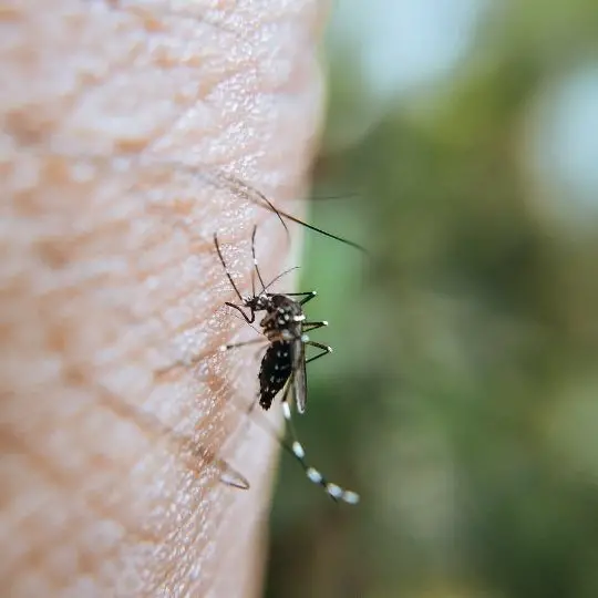 How Much Water Do Mosquitoes Need to Breed?