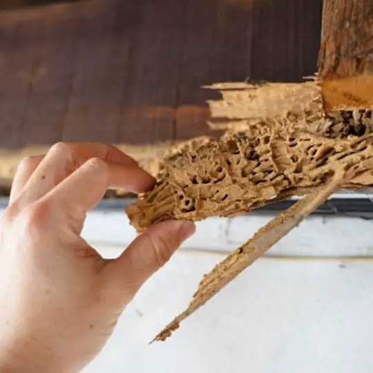 wooden termite damage