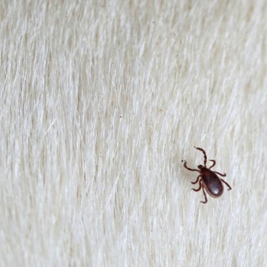 Will Fleas Die On Their Own? Similar Questions Answered! - NM Pest Control