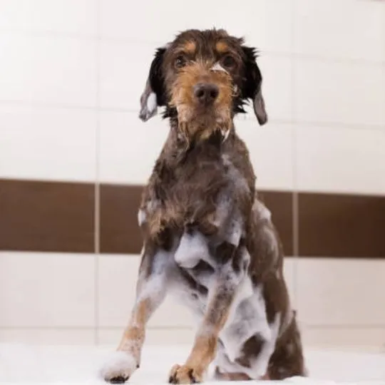 dog with shampoo 