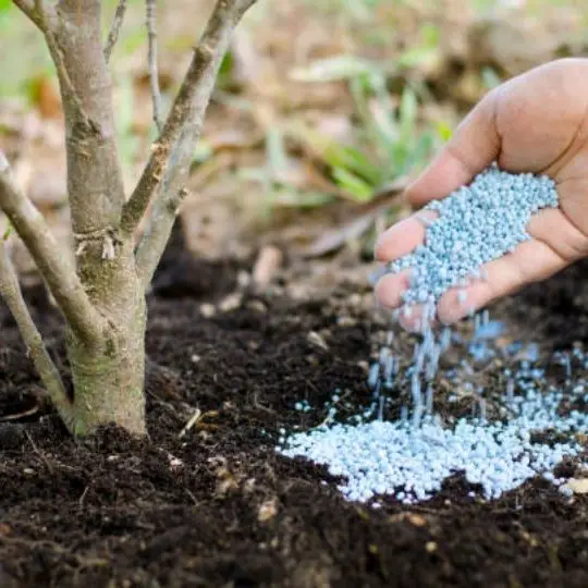 Fertilize Your Tree
