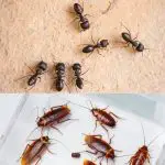ants vs roaches