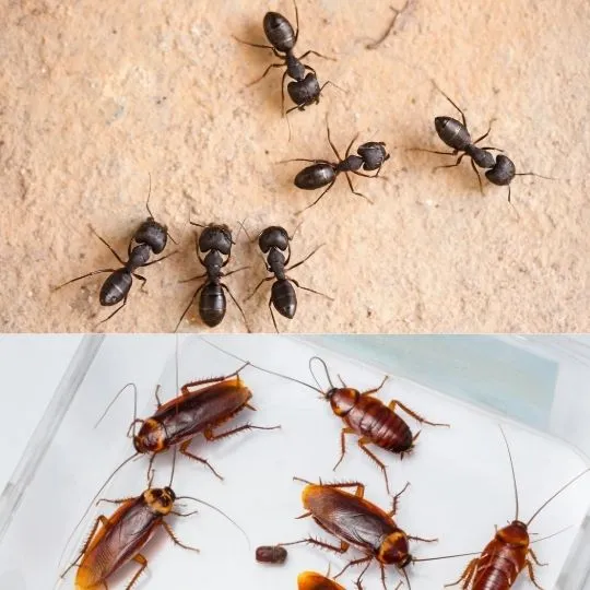 Can Ants and Roaches Live Together: Are They Friends or Foes?