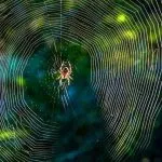 Do House Spider Make Webs?