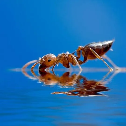 ant standing on water
