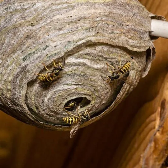 bees outside of their nest