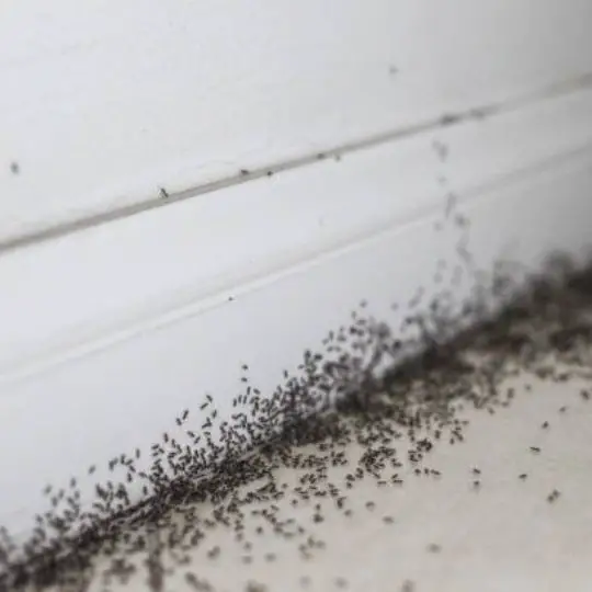 black ants marching by the door