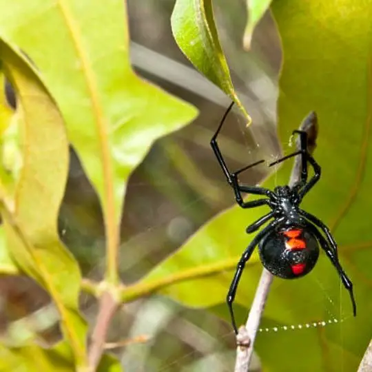 black widow spider on a tree