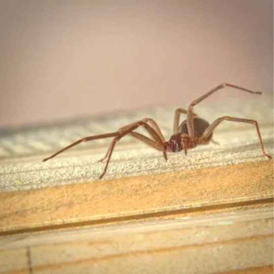 brown recluse spider on wooden surface