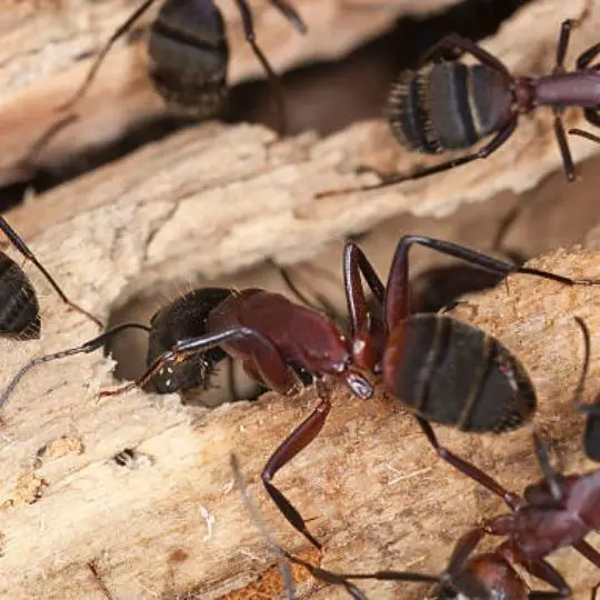 carpenter ant