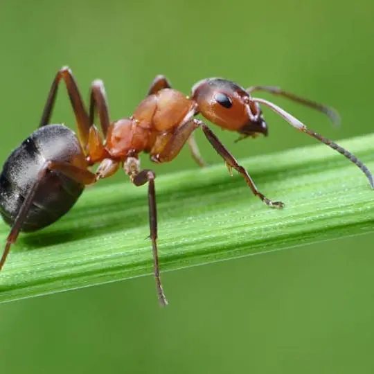 close up of ant on a leaf