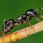Why Does Soapy Water Kill Ants?