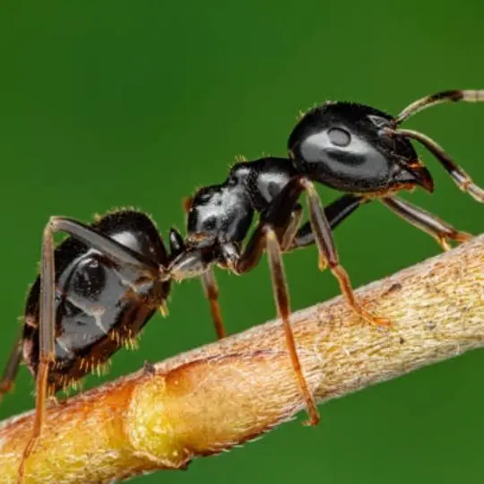 Why Does Soapy Water Kill Ants: The Science Behind How it Works