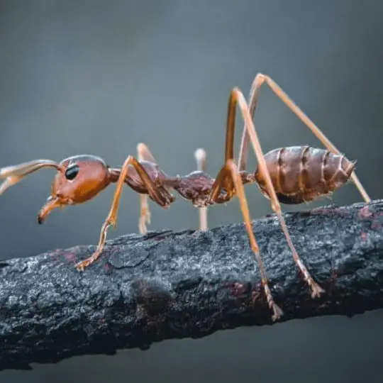 What Surfaces Ants Can’t Climb On: Here’s What You Need to Know