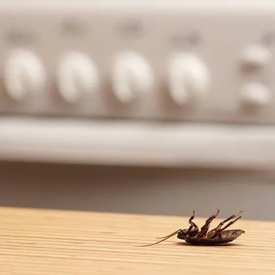 How Long Does it Take for a Large Flying Cockroach to Die?