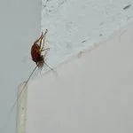 Can cockroaches climb up walls?