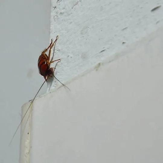Can Cockroaches Climb Up Walls? Let’s Find out!