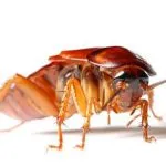 Can Cockroaches Cause Cancer?