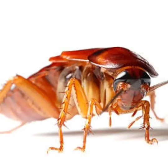 Can Cockroaches Cause Cancer? The Surprising Truth