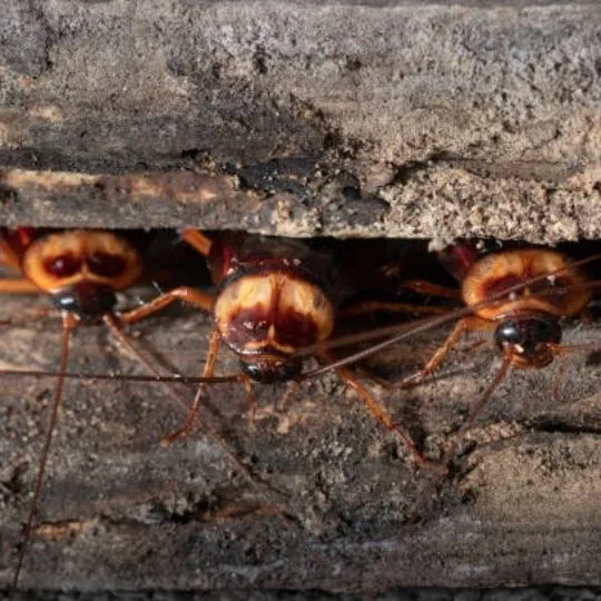 cockroaches coming out of a crevice