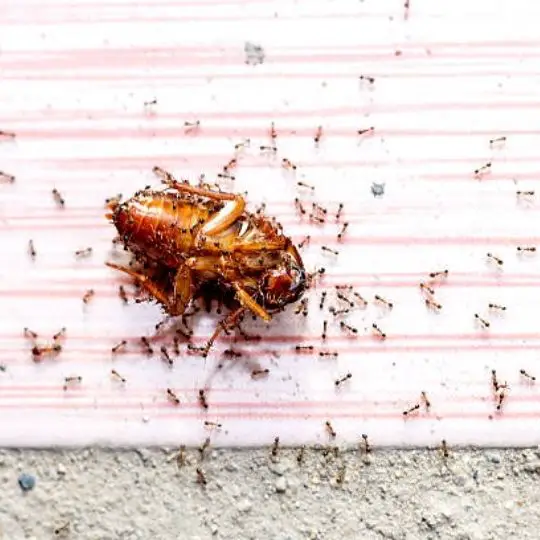 dead cockroach and ants surrounding it