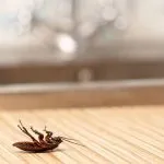 How Long Does It Take for a Cockroach to Die After Being Sprayed?
