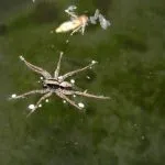 Can Spiders Swim?