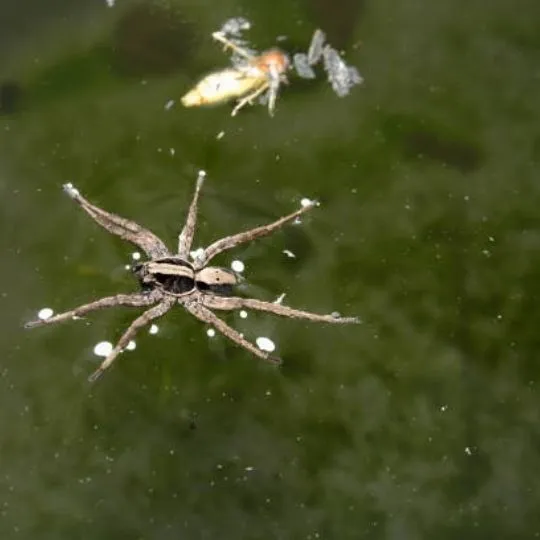 Can Spiders Swim? Surprising Facts