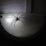 Do House Spiders Crawl on You at Night?