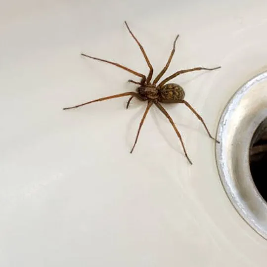 house spider on sink