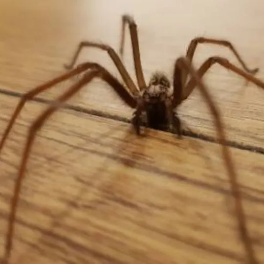house spider on wooden floor