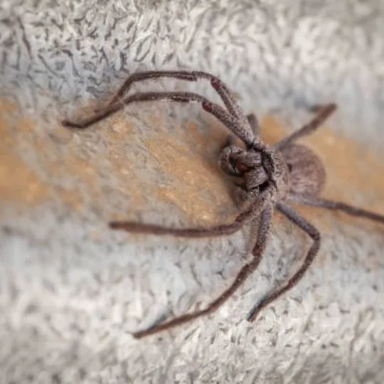 huntsman spider crawling on a steel surface