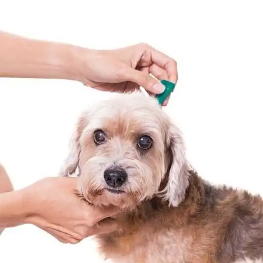 dog and spot on-treatment