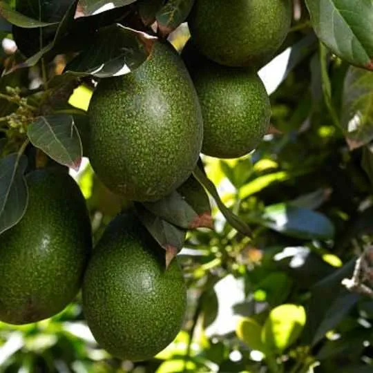 How to Stop Ants Climbing Avocado and Other Trees: Tips from the Pros