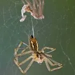 spider suspended in air during molting