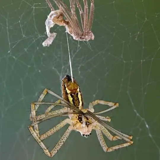 spider during molting process