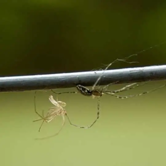 spider on rod, with web weave and skin shed