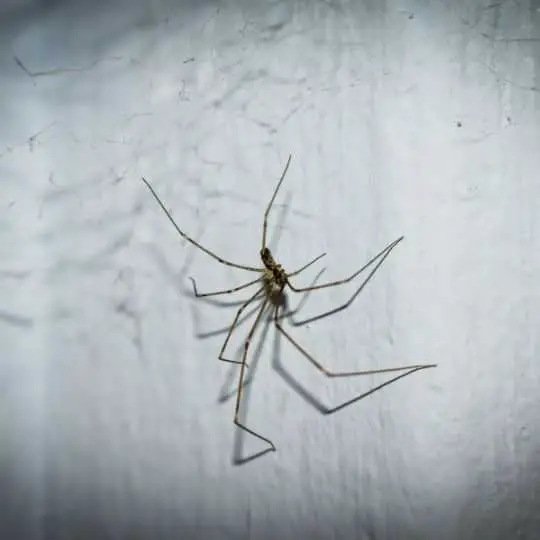 It’s Winter Time: Do House Spiders Hibernate in Winter?