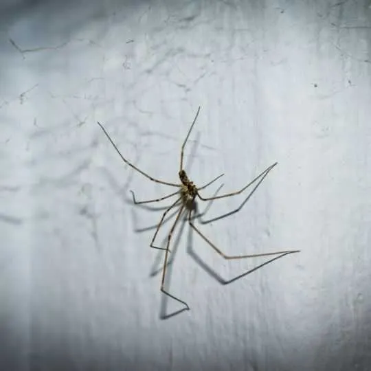 It’s Winter Time: Do House Spiders Hibernate in Winter?