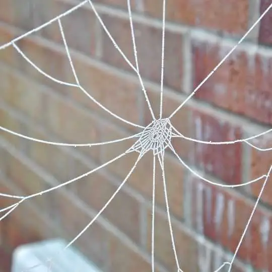 spider web during winter