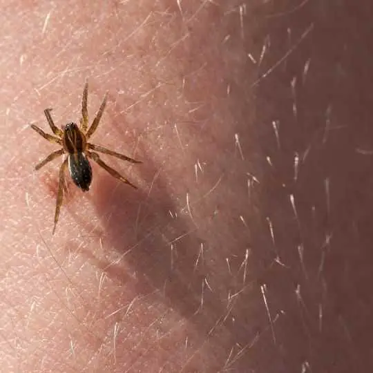 small spider on human skin