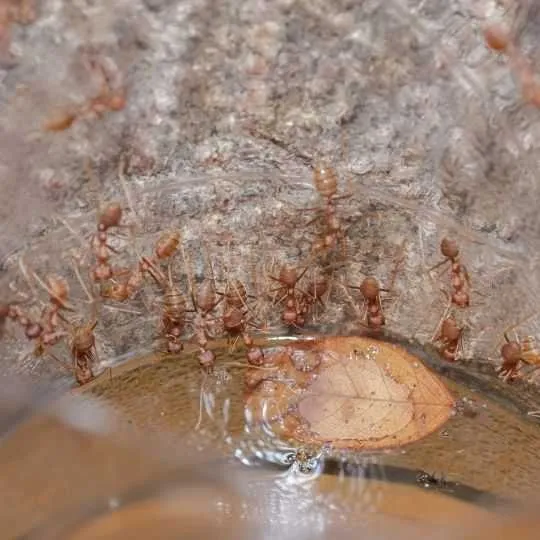 ants by the side of a puddle of water
