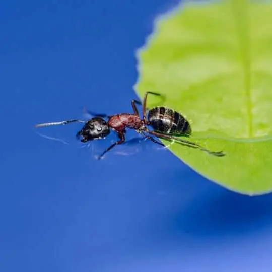 ant floating on water