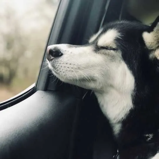 pet in a car