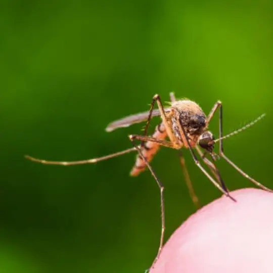 mosquito sitting on a fingertip