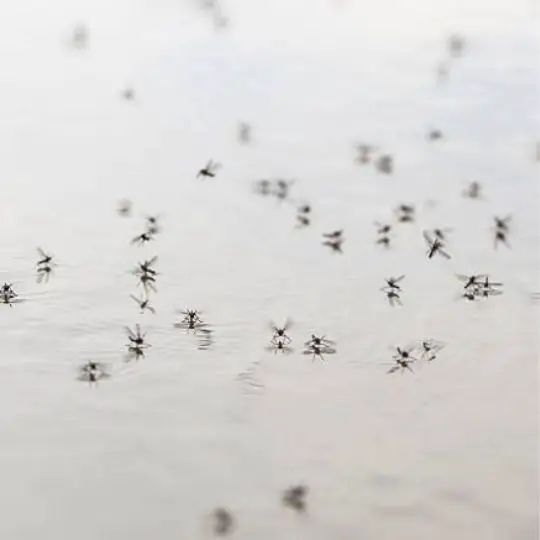 mosquitoes swarming around stagnant water